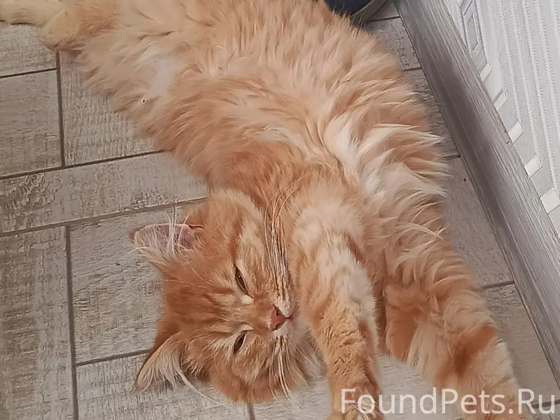 Пропал котёнок в районе татар ...