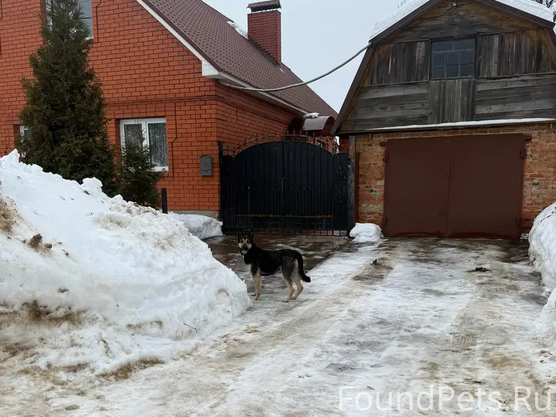 На Ивана Болотникова бегает со...