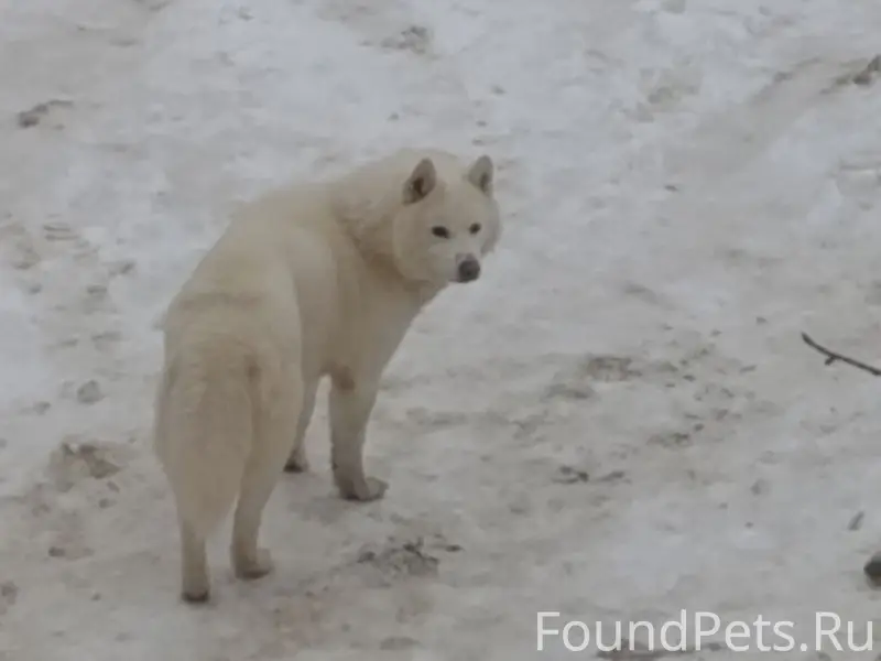 ВНИМАНИЕ! ЧЬЯ ПОТЕРЯШКА!!! Нап...