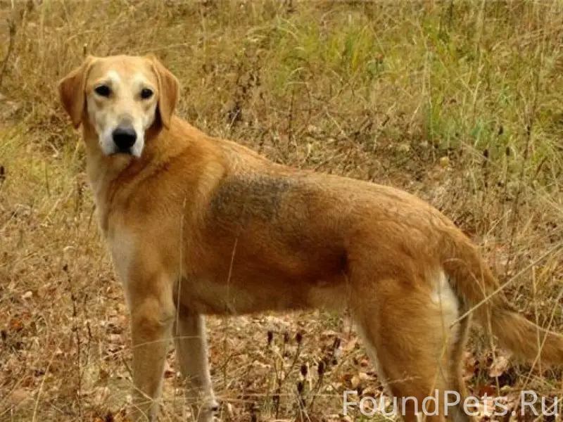 Убежали на охоте 2 собаки русс...