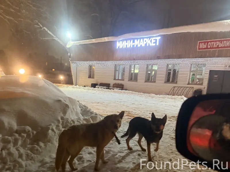 Трое собак с ошейниками бегали...