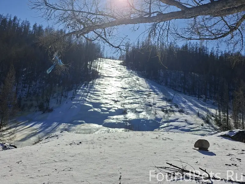 Пропала собака! Поможем найти ...