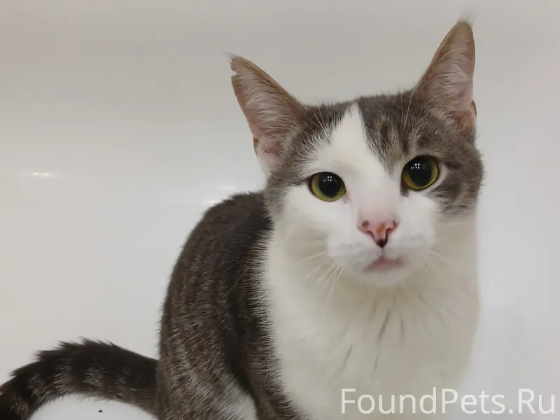 Очаровательный котик ищет новы...