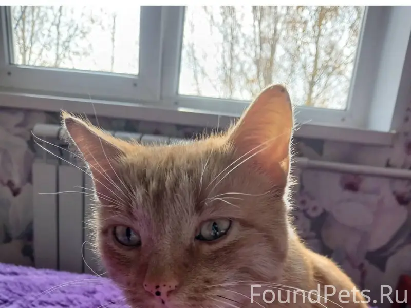 Пропал кот в районе дома 16...