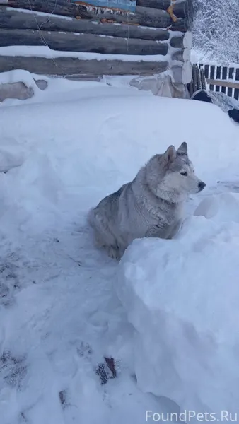 Потерялась собака на кислотных...