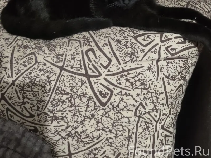 Пропала кошка в 4 микрорайоне ...