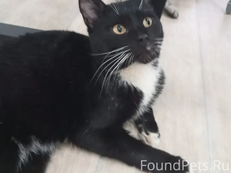 Пропал кот, зовут Кузя Район: ...