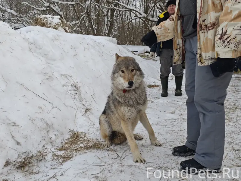 НАЙДЕНА СОБАКА - АКТИВНАЯ, НЕ ...