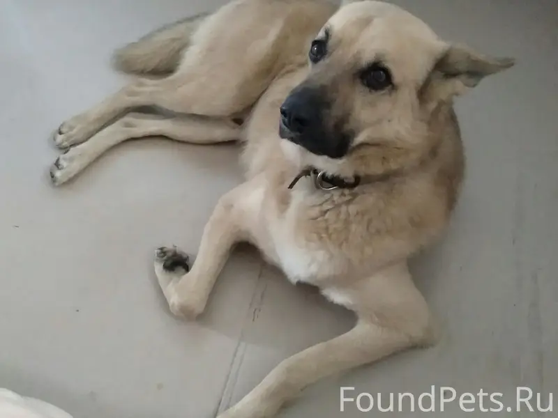 🆘 🆘 🆘Пропала собака,11 января....