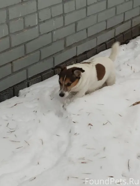 Потерялась собака в субботу 14...