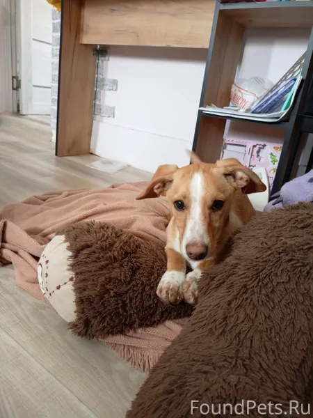 Здравствуйте. Потерялся щенок ...