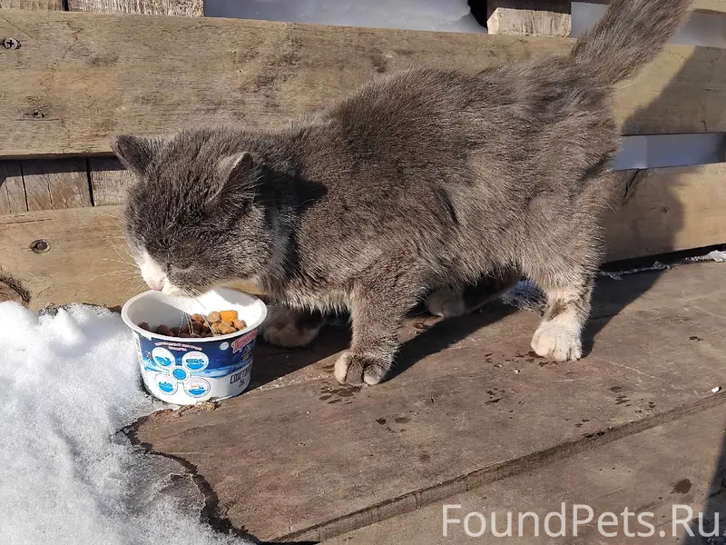 Клястицкое. Чья кошечка? С обе...