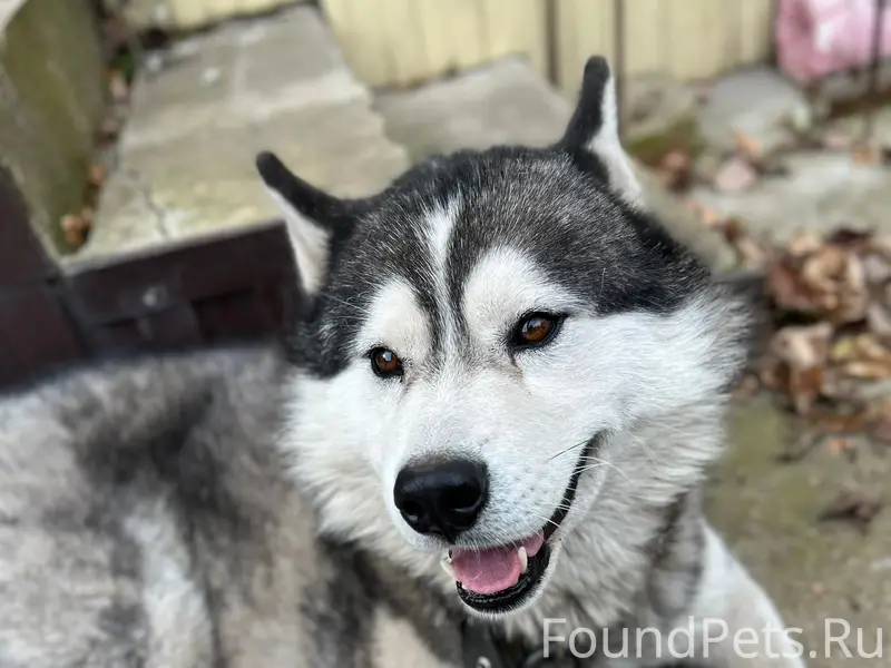 Добрый день. Пропал пёс в райо...