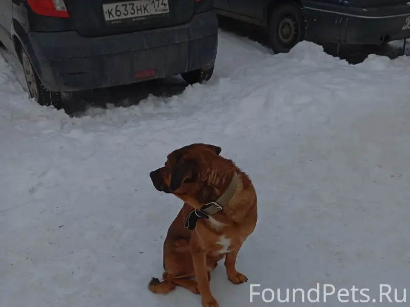 Потерялась собака, с ошейником...