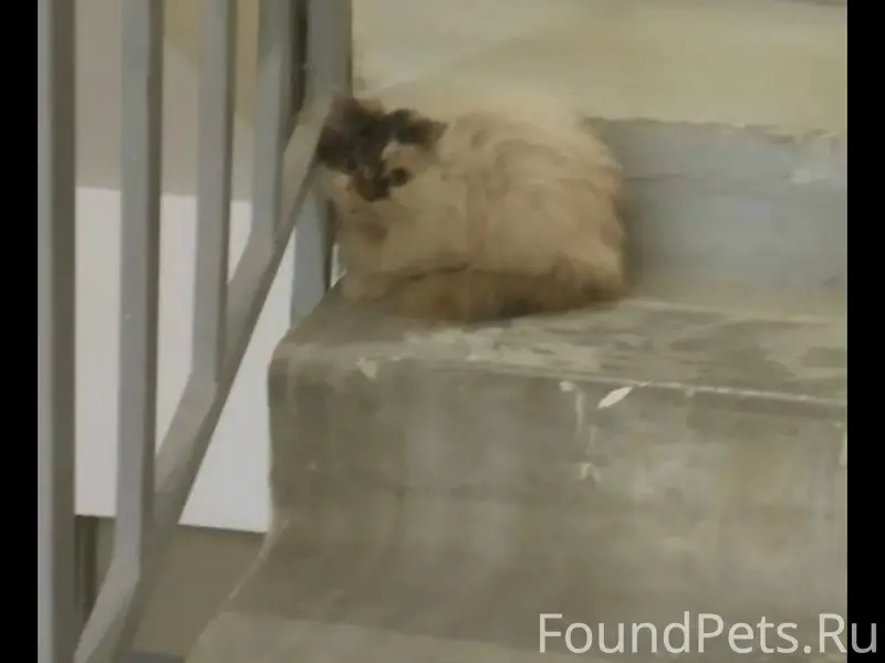 Найден котенок в подъезде, рай...