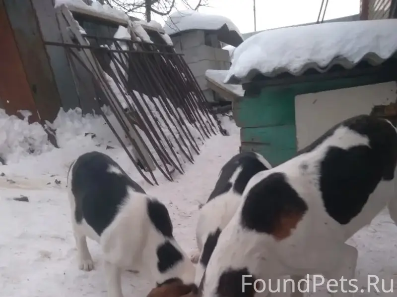 Пропала охотничья собака.( на ...