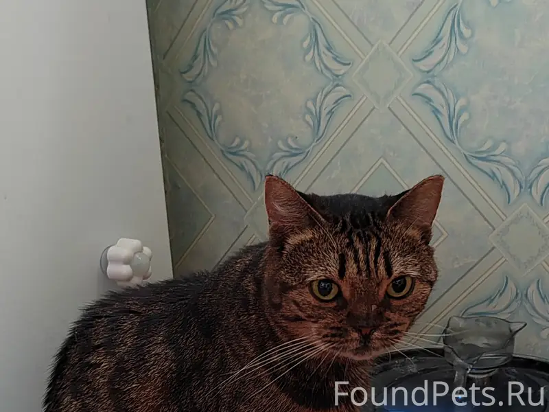 Всем привет! Была найдена кошк...