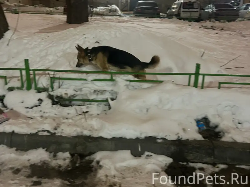 Во дворах на машинной, бегала ...