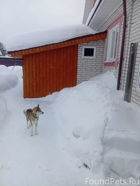 Убежала собака Лайка восточно-...