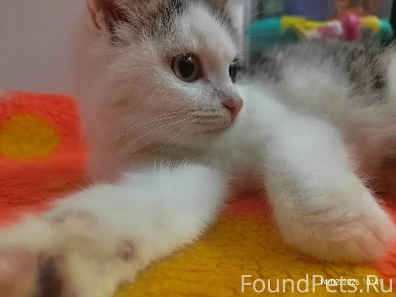 Московская область, г. о. Коло...