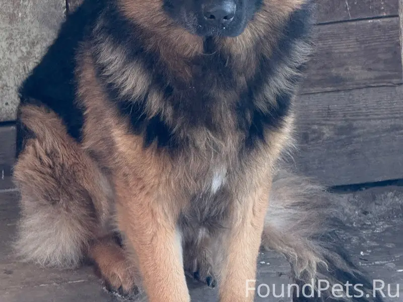 ⭕Пропала собака⭕ Район дока Кт...