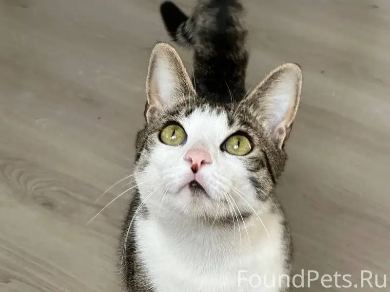 🆘 ПРОПАЛ КОТ! ПОМОГИТЕ ВЕРНУТЬ...