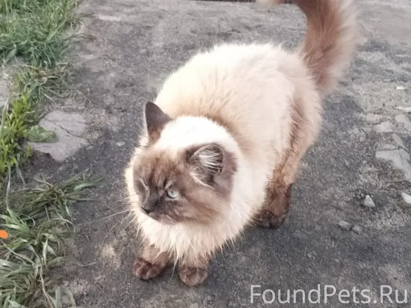 Здравствуйте! ‼️‼️ПРОПАЛ кот Д...