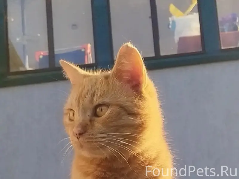 Пропала кошка в раене д. Орехо...