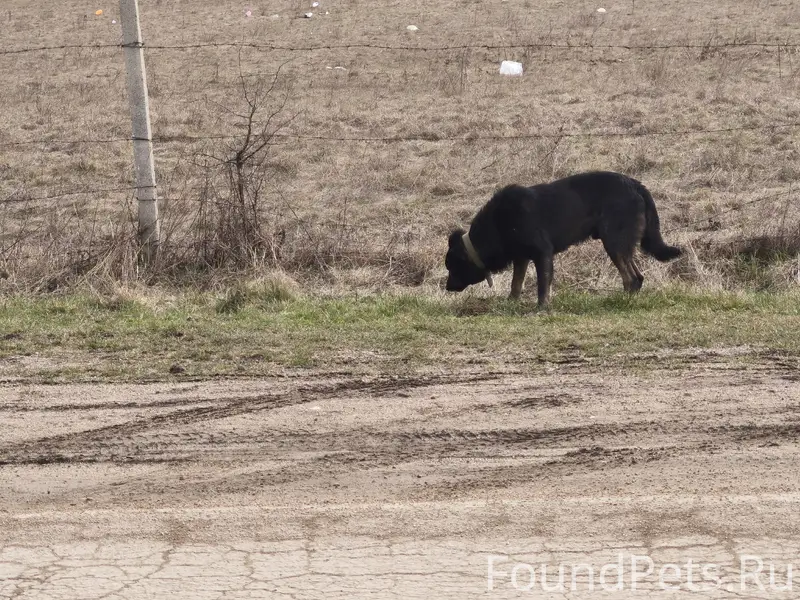 Добрый день! В районе мусорных...