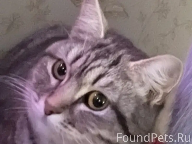 Найдена кошка в районе вахруше...