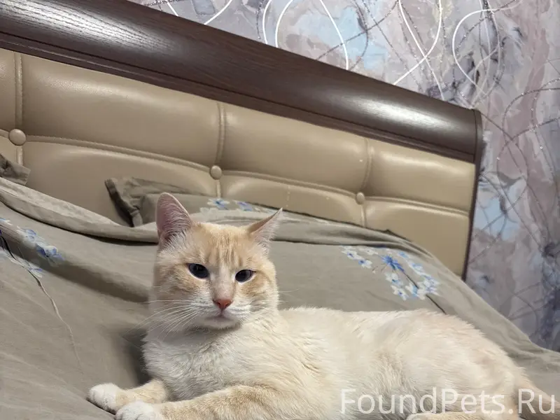 Пропал кот, ушел в пятницу веч...