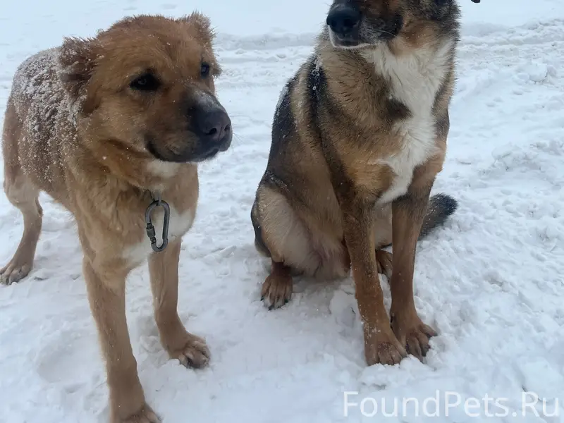 Найдены две собаки рядом с дом...