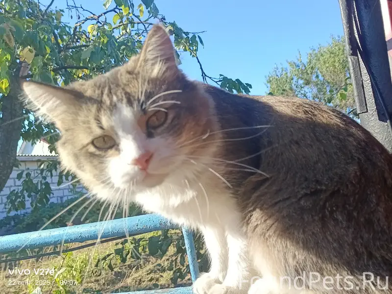 Пропал кот 😓Вышел из дома и...