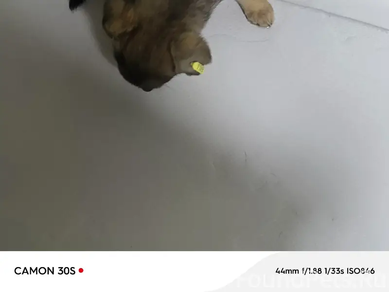 У нас пополнение! Девочка у ко...