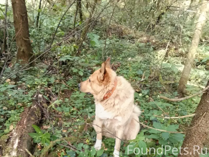 Пропал пес, рыжий с белой груд...