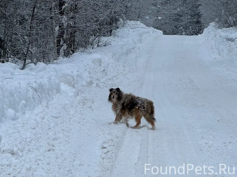 Чья собачка ? Колли , но похож...