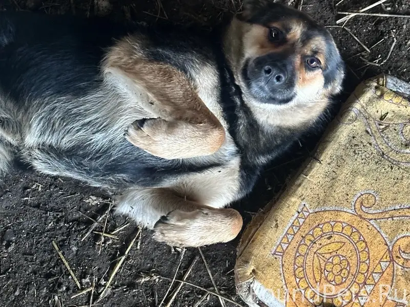 ВНИМАНИЕ ❗❗️❗️ ПРОПАЛА 🐕 Прожи...