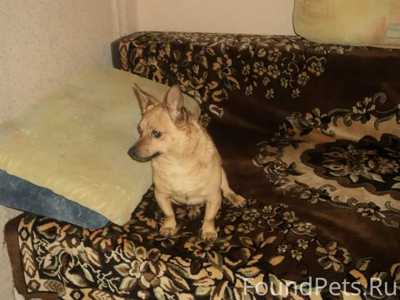 Пу подруги пропала собака, чле...