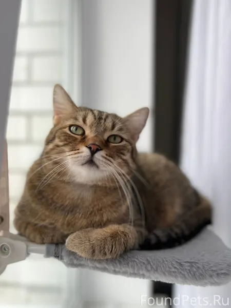 Наш цыганенок Симба 🐈‍⬛ Судьба...