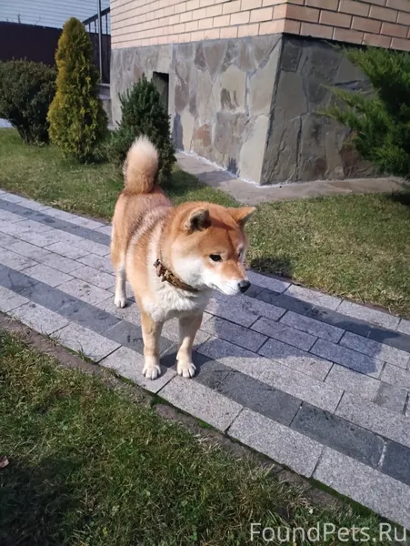 Потерялась собака в Фокинском ...