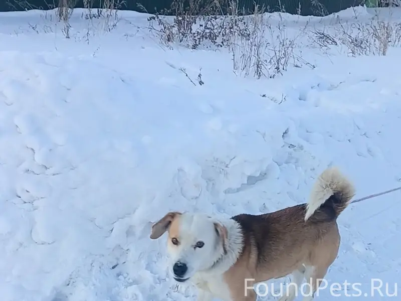 Сбежал пёс. Пересечение ул.Мин...