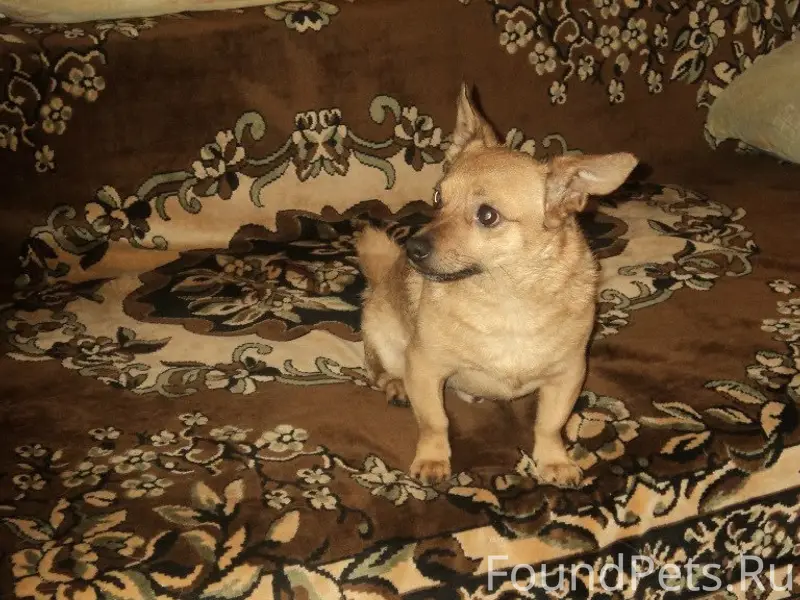 Пропала собака, член семьи. Пё...