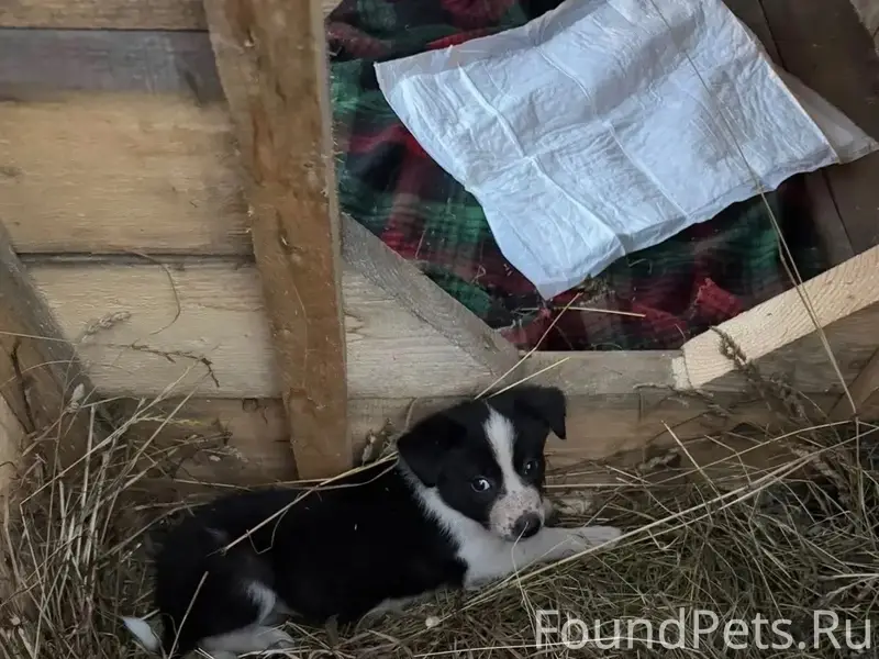 Потерялась собака. Жила на баз...