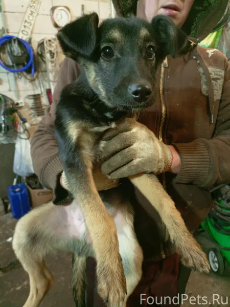 Добрый день! Кто потерял щенка...