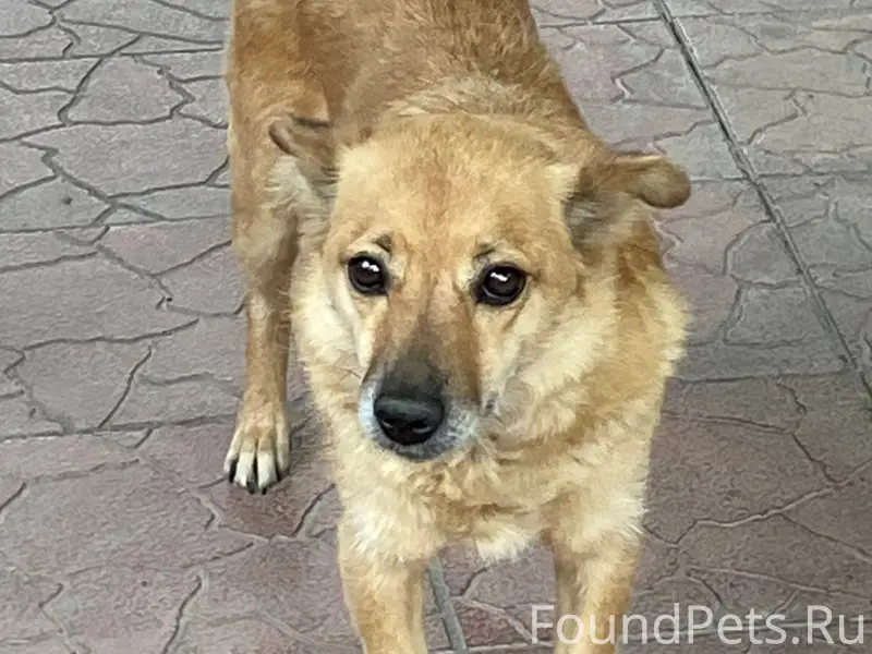 Пропала моя собака по кличке В...