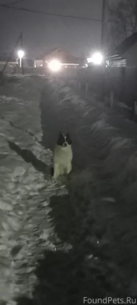 Чей потеряшка? Сидит на улице ...