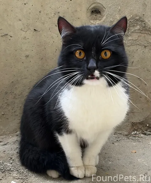 Найден очень красивый и ласков...