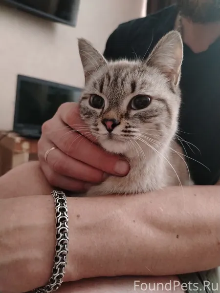 Возьмите кто нибудь, кошечка 😽...