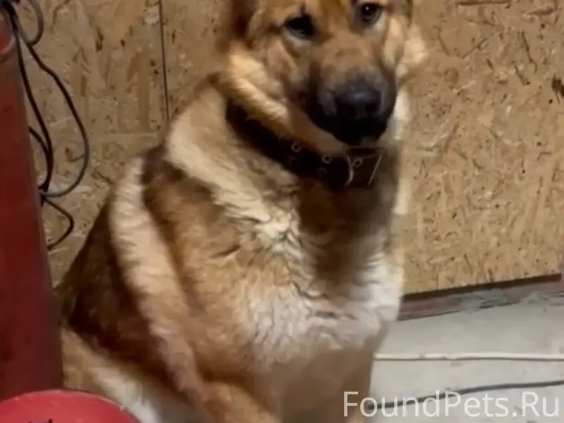 Пропала собака по кличке Граф,...