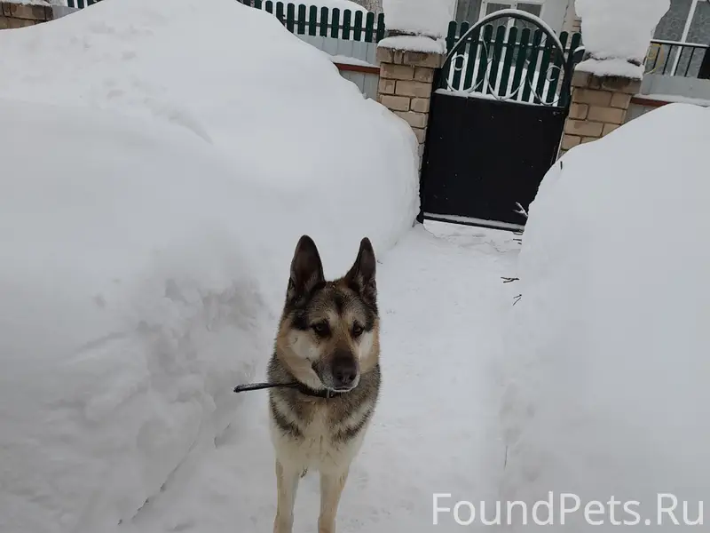 Чья собака бегает по ул.Радужн...